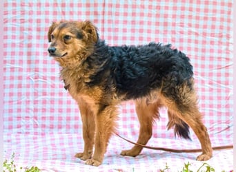 MIRO ca. 4 J. schüchterne Collie-Spanielmixrüde sucht...