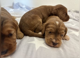 2 Zauberhafte Cockapoo Welpen Rüden  mit Ahnentafel