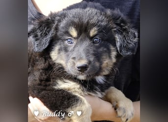 Buddy und Bernie suchen ein Zuhause