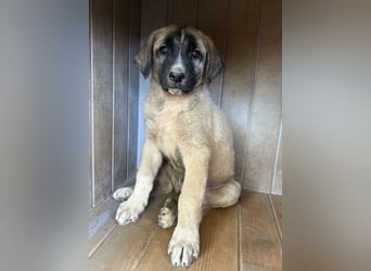 Twixx, geb. ca. 03/2025, lebt in GRIECHENLAND, im städt. Tierheim Serres