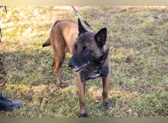 Leon: Malinois-Fans aufgepasst!