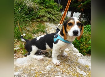 Gizmo sucht ein Zuhause