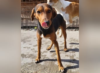 Zoey ❤️ schmusige, liebe, soziale Bracke-Mix-Hündin!