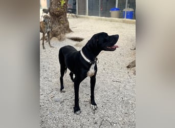 Leo, sucht seine Familie