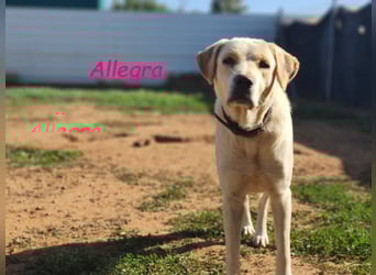 Allegra 04/2021 (in Deutschland) - sanfte, verspielte und feine Labrador Retriever Mix Dame!
