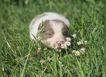 Border Collie Welpen -  Rüden und Hündin
