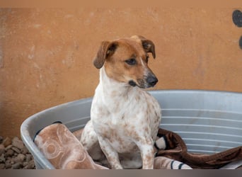 LOLA-Ihr kleines Herz sucht liebevolle Menschen für gemütliche Kuschelstunden und  Spaß bei Sport