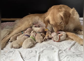 Golden Retriever Welpen