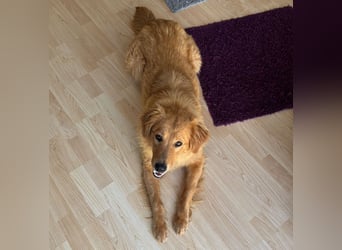 Buffy braucht ein fröhliches Zuhause
