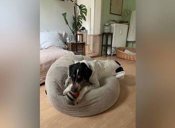 Olaf, große Schönheit, ca. 2 Jahre, 67 cm, 35 kg *in 34128 Kassel*