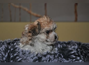 Wunderschöne Yorkipoo Welpen in Sonderlackierung
