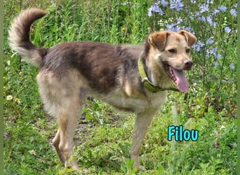 Filou 04/2022 - lebensfroher, unglaublich netter Hund sucht Menschen mit Herz!