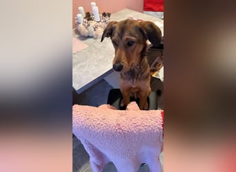 Gordon sucht neues Zuhause