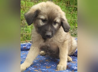 Romeo ❤️ verspielter, verträglicher Bub!