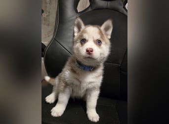 Zauberhafte Pomsky Welpen in echter Minihusky-Optik