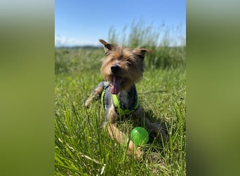 Coco, aktiv und katzenfreundlich