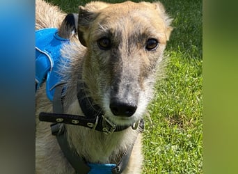 schüchterne Galga Blaze (Tierschutz)