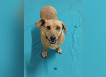 Ginger will Zuhause ankommen