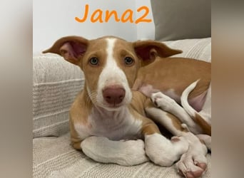 Jana2 geb. 03/2025 (in Deutschland) - bezaubernde Podenco Ibicenco Welpin!