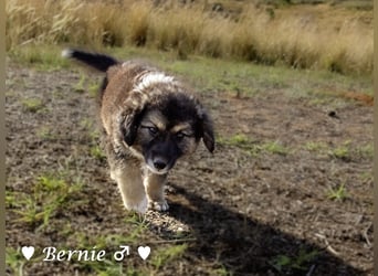 Buddy und Bernie suchen ein Zuhause