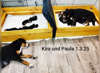 Appenzeller Sennenhund Welpe Rüde reinrassig sucht ein liebevolles Zuhause