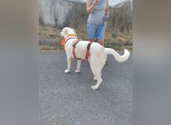 KHALEESI