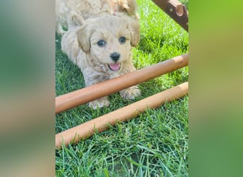 Wunderschöne Maltipoo Welpen!!! (Malteser/Zwergpudel)