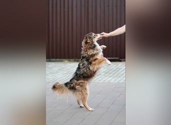 Sanfter Vanja sucht liebevolles Zuhause