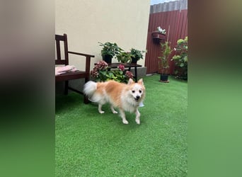 Alf SR – Freundlicher Spitz-Rüde sucht liebevolles Zuhause