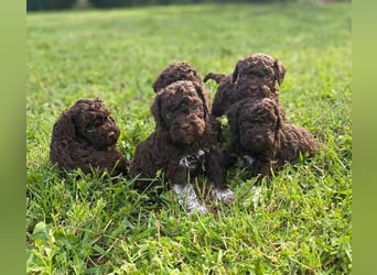 Lagotto Romagnolo, Welpen von ausgezeichneter Qualität