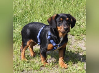 Amy - kleines kuschliges Körbchen gesucht