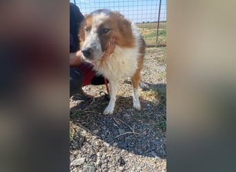 Wunderschöner „Hope“ Collie Mix ca. 6 Jahre auf der Suche nach dem Glück