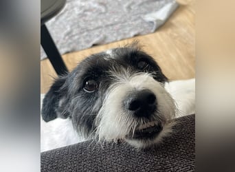 ⭐️ Neues Zuhause gesucht ⭐️