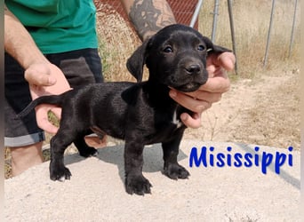 Misissippi geb. 03/2025 (in Deutschland) - kleiner Labrador-Mix Welpe!