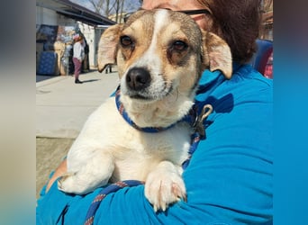 Jack Russel Mix Hündin Moira möchte Rumänien schnell verlassen