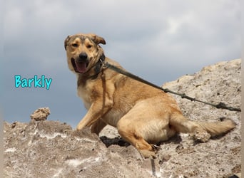 Barkly geb. 06/2022 - ausgeglichener, kluger und lernwilliger Jungrüde!