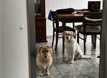 Jane – Lebensfrohe Hündin sucht liebevolles Zuhause
