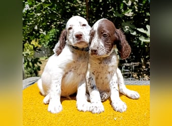 English setter Welpen (3 Rüden, 2 Hündinnen)
