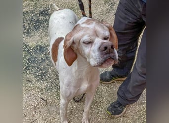 Leo - wunderbarer, lieber Pointer