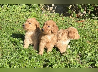 Mini Goldendoodel Welpen F3 - abzugeben ab Ende Oktober