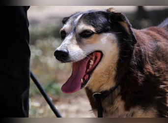 Tsuki, Mix Schäferhund / Berner Senne / Collie , lieb und verträglich
