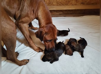 Rhodesian Ridgeback Welpen mit Papiere