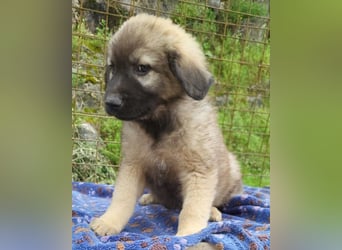 Romeo ❤️ verspielter, verträglicher Bub!