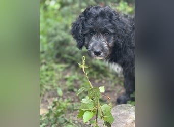 Labradoodle Ich bin der letzte aus diesem Wurf