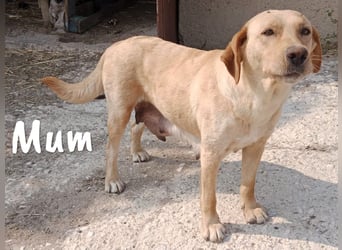 Yangtsé geb. 03/2025 (ESP) - freundlicher Labrador-Mix Welpe!