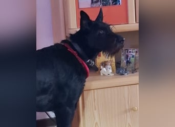 Tommy sucht das Abenteuer