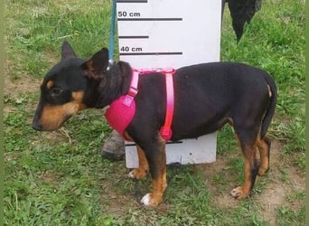 Bella 3, Miniatur Bullterrier Mischling
