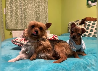 Betti, freundliches Yorki Mix Mädchen geb. 2022