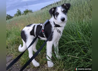 Lucy, unser Sonnenschein sucht ihr Familie, PS in 33034 Brakel