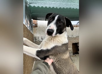 YADE, Hündin, 1,5 Jahre, 50 cm, Mischling, Tierschutz